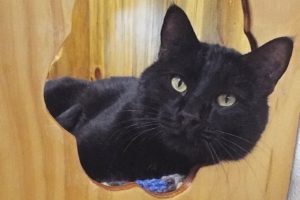 Picture of Dax