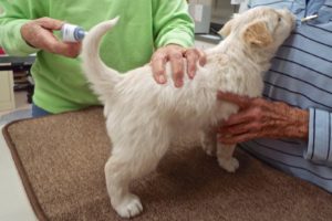 Picture of Esther