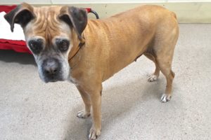Picture of Honey