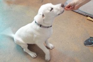 Picture of Paul Anka