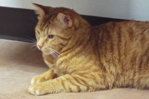 Picture of Riley Boy