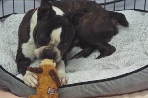 Picture of Rocky