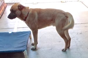 Picture of Tucker