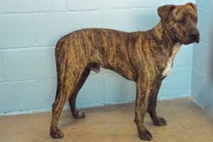 Picture of Bosco