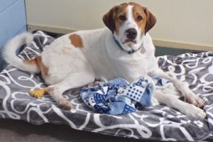 Picture of Boscoe