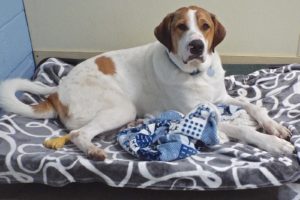 Picture of Boscoe