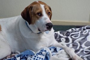 Picture of Boscoe