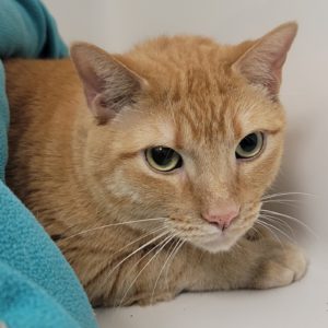 Picture of Butterfinger