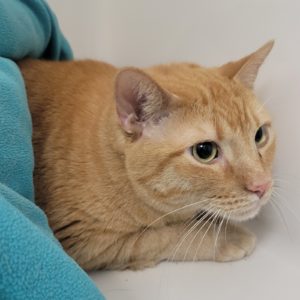 Picture of Butterfinger