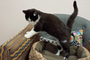 Picture of Catnap