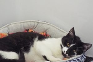 Picture of Catnip