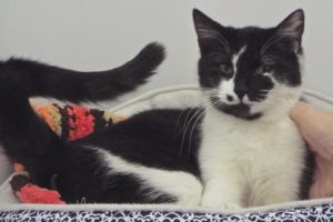 Picture of Catnip