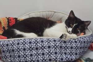 Picture of Catnip