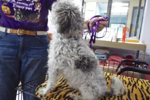 Picture of Crissy