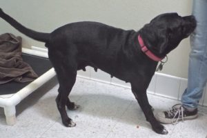 Picture of Freya
