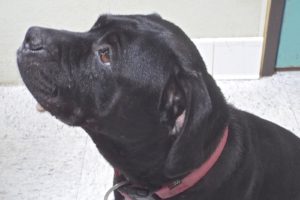 Picture of Freya
