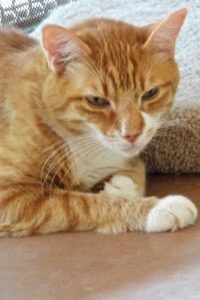 Picture of Kit Kat