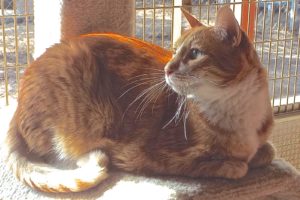 Picture of Kit Kat