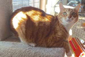 Picture of Kit Kat