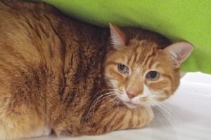 Picture of Kit Kat