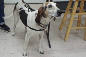 Picture of Luna