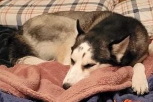 Picture of Lupa