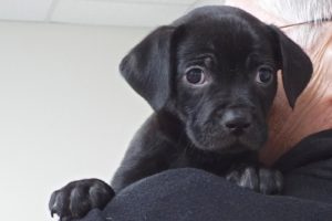 Picture of Maple