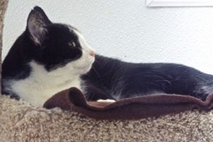 Picture of Moo