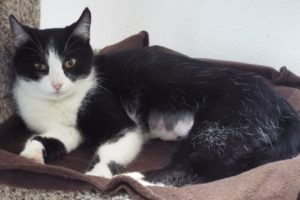 Picture of Moo