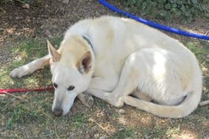 Picture of Sasha