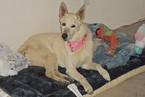 Picture of Sasha