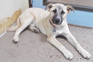 Picture of Scooby