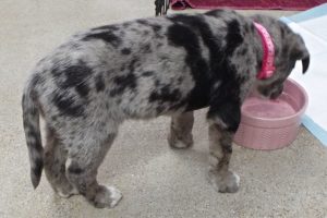 Picture of Sierra