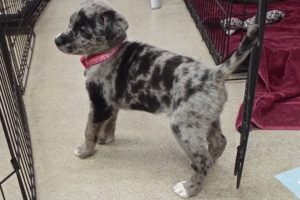Picture of Sierra