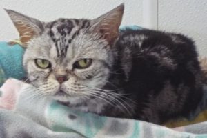 Picture of Squeak