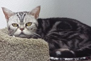 Picture of Squeak