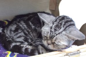 Picture of Squeak