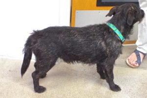 Picture of Toto