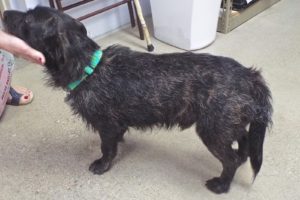 Picture of Toto