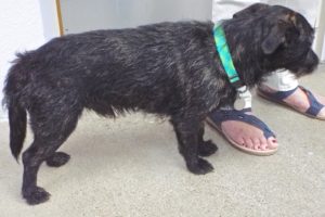 Picture of Toto