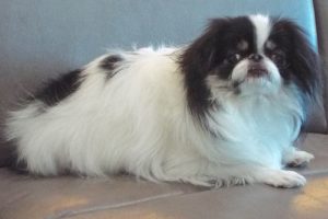 Picture of Tufe