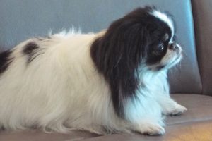 Picture of Tufe