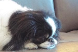 Picture of Tufe