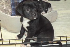 Picture of Willow