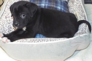 Picture of Willow