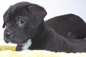 Picture of Willow