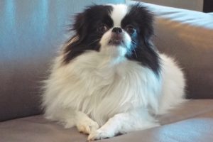 Picture of Yuki