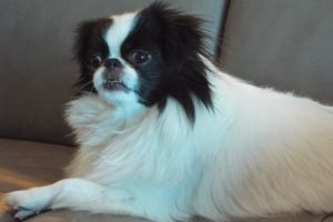 Picture of Yuki