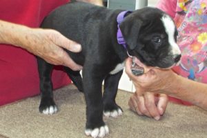 Picture of Bentley