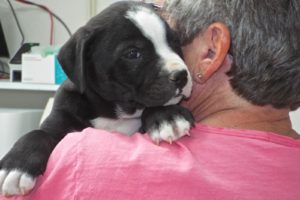 Picture of Bentley
